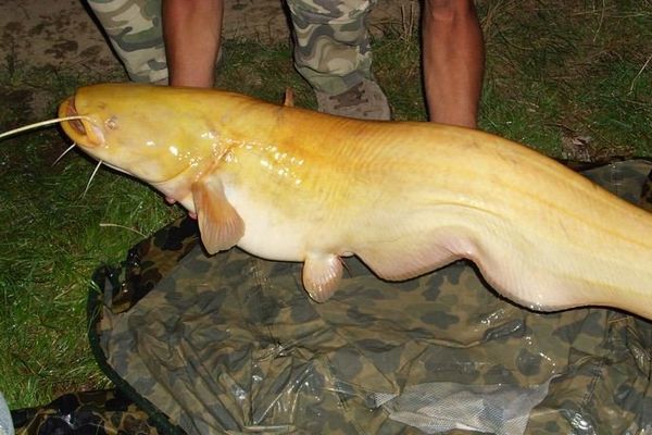 La pêche au silure est extrêmement sportive