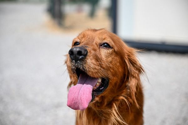 L'hygiène dentaire des animaux de compagnie est importante pour leur santé.