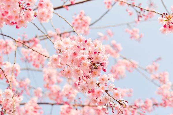 fleurs de cerisier japon