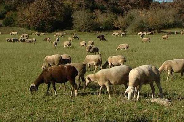 Les éleveurs évoquent plusieurs attaques de brebis ces dernières semaines. 