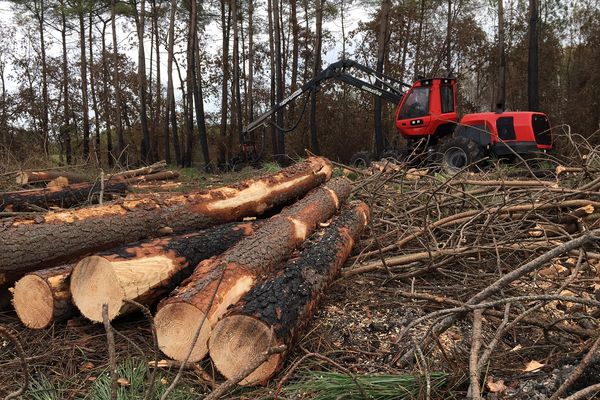 Même brûlés, certains arbres peuvent encore être valorisés.