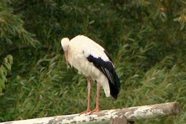 On recense 640 couples de cigognes en Alsace