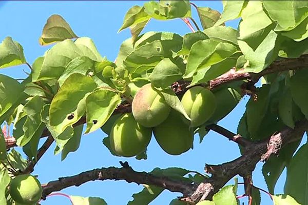 A cause du gel, la récolte d'abricots est compromise dans les Alpes-de-Haute-Provence.