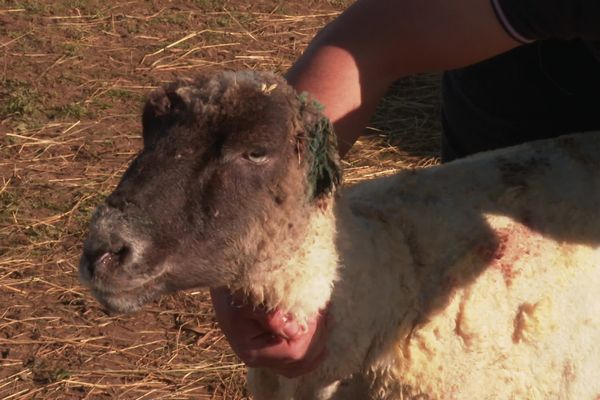 L'une des brebis rescapée garde des séquelles de l'attaque, celle-ci a l'oreille arrachée.