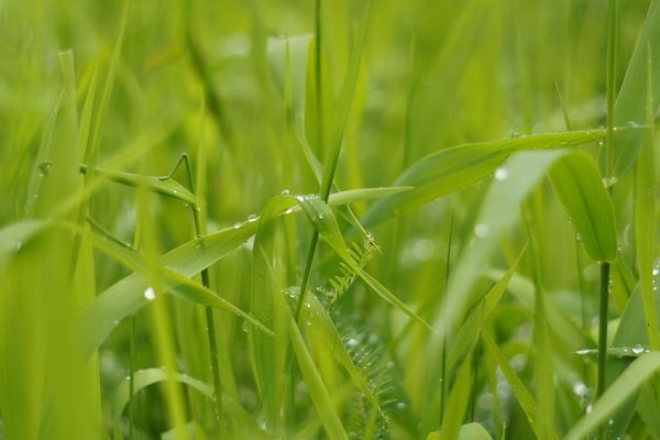 La pluie fait son retour dans la région.