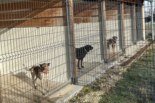 25 chiens sont actuellement à l'adoption au refuge la porte de l'espoir.