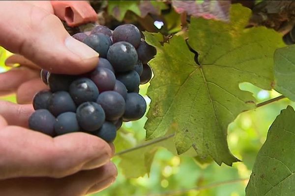 Dans le massif de Saint-Thierry, près de Reims, les  vendanges ont démarré ce mardi 29 août.