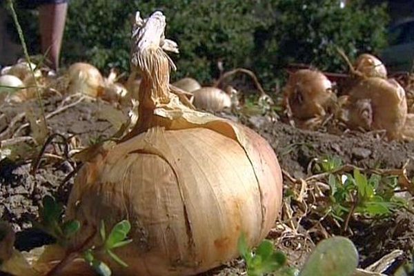 Citou (Aude) - les oignons de la Montagne Noire sont des produits sous labels - septembre 2014.