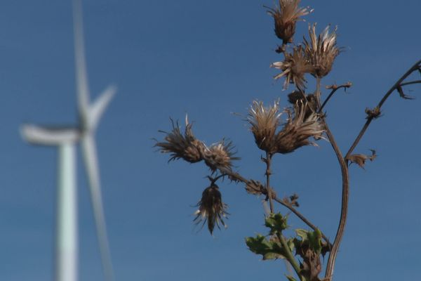 Eolien et biodiversité