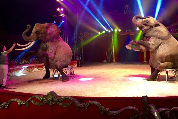 Les éléphants du cirque Amar en pleine préparation à Albi.