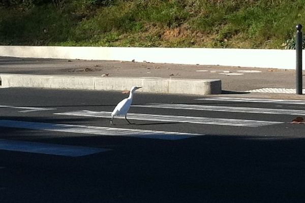 Une aigrette ou petit échassier.