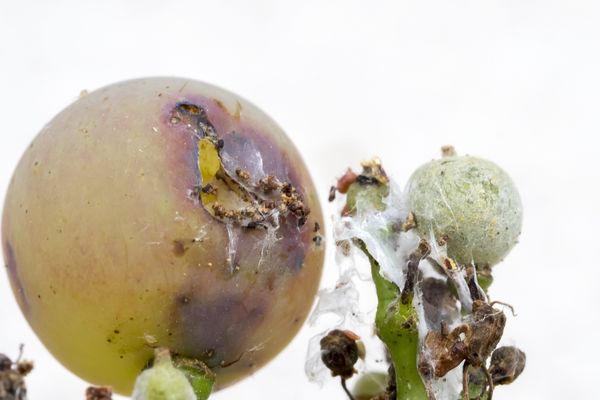 Une vigne attaquée par la maladie : le redoutable mildiou qui peut survenir lors de fortes pluies.