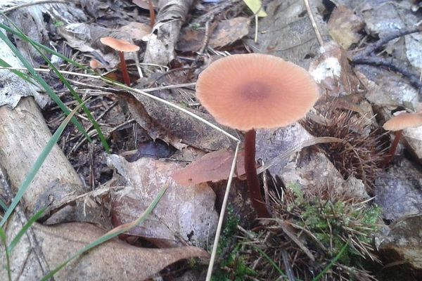 Ce champignon est il comestible ?