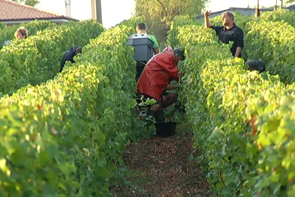 Au château de Rochemorin en Pessac-Léognan, les vendanges se font à la main