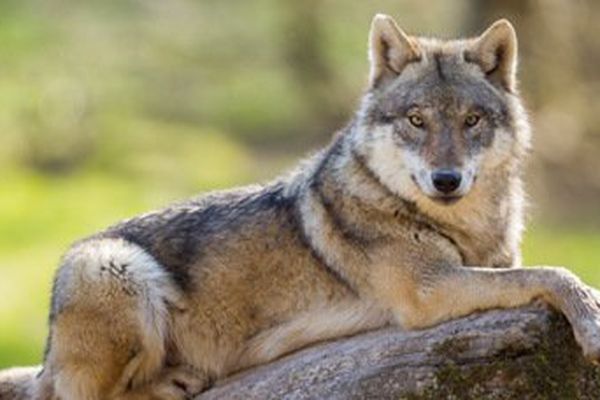 Quelles Solutions Pour Le Loup