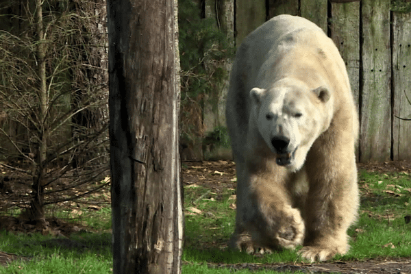 Après deux ans de voyage, Taiko l'ours polaire est de retour en Sarthe. Il a rejoint le zoo de La Flèche, après deux ans au Bucarest, où il devait se reproduire avec une femelle, mais le covid a bouleversé tous les plans du zoo.