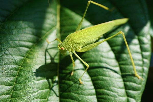 Une sauterelle verte sur une feuille.