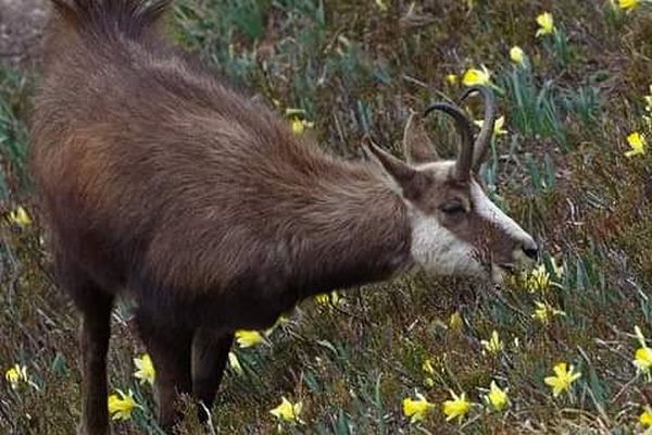 L'abroutissement des chamois peut être un problème pour la biodiversité des Vosges