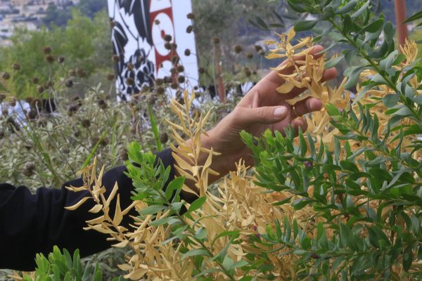 Aucune propagation de la bactérie n'a été décelée sur le territoire de La Seyne-sur-Mer