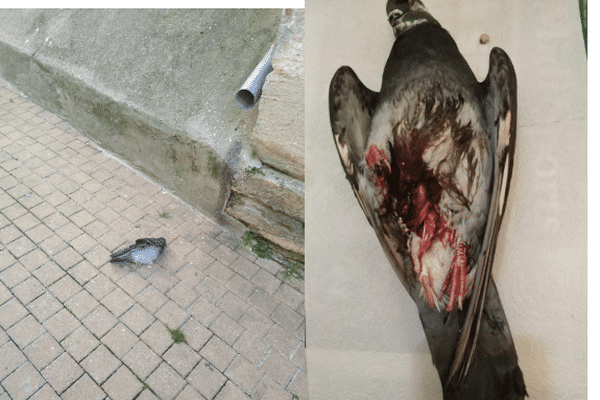 Contre l'invasion de pigeons, le maire de Saint-Georges-d'Orques, un village au nord-ouest de Montpellier a pris un arrêté autorisant le tir de carabine.