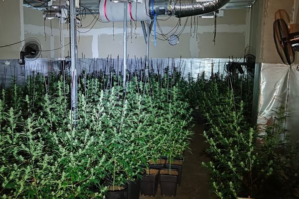 Deux hangars abritaient 2 331 plants de marijuana répartis dans dix pièces. Une installation complexe avec des ventilateurs, des climatiseurs, des projecteurs et tous les ustensiles nécessaires pour la culture de cannabis indoor.