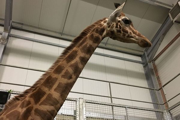 Mamaki est arrivé, vendredi 19 janvier, au Parc Animalier d'Auvergne. Il arrive du Zoo des Sables d’Olonne. 