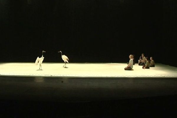 Des grues font leur show