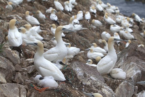 Fous de Bassan sur l'île Rouzic, été 2022