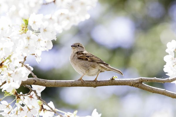 I like cherry blossoms too