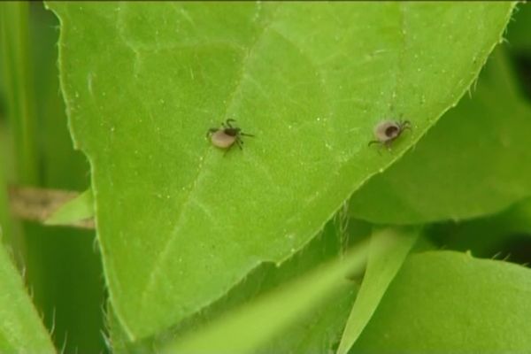 Si vous retirez la tique avant les 24h de la piqûre, il n’y a pas de risque de déclarer la maladie de Lyme.