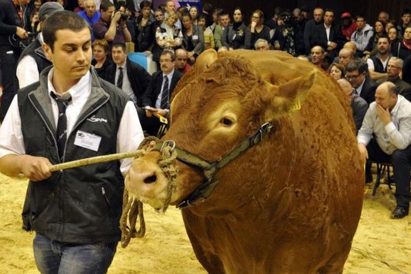 Une vache limousine de 1150 kg achetée 20 100 euros au salon de l'agriculture 2013 par un boucher de la région parisienne