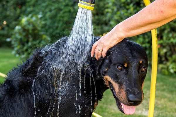 Ne pas hésiter à mouiller les chiens, surtout les pattes, faire des promenades tôt le matin et tard le soir et surtout veiller à ce qu'ils aient de l'eau fraîche à disposition.