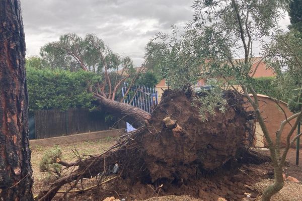 Dégâts après de fortes rafales de vent durant la nuit, Vidauban (Var), le 24 octobre 2023.