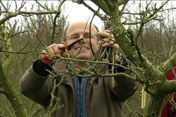 Prélèvement de greffons de pommier