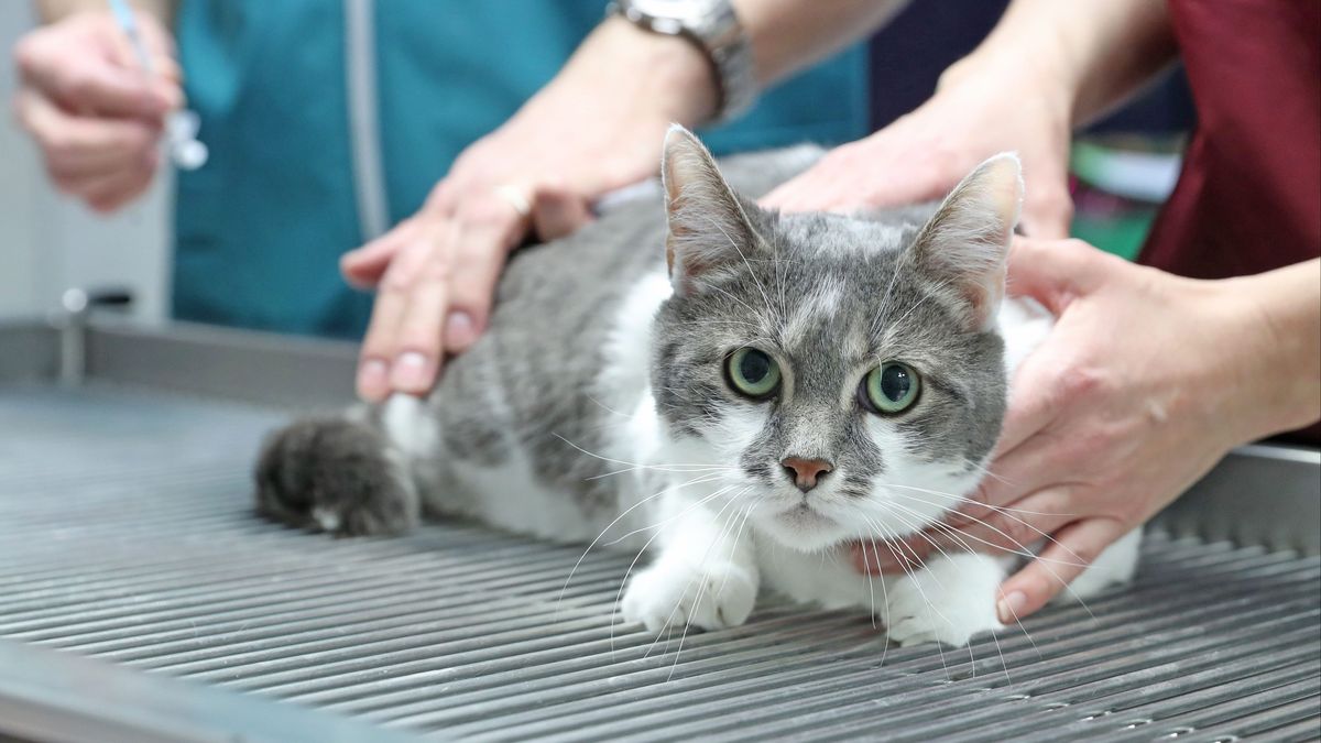 Drome Un Chat Jete Dans Une Benne A Ordures A Montelimar 30 Millions D Amis Porte Plainte Pour Acte De Cruaute