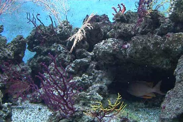 Missions de l'institut : connaître, faire connaître et protéger la mer