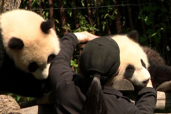 Les deux jeunes pandas jumeaux restent chouchoutés par leurs soigneurs.