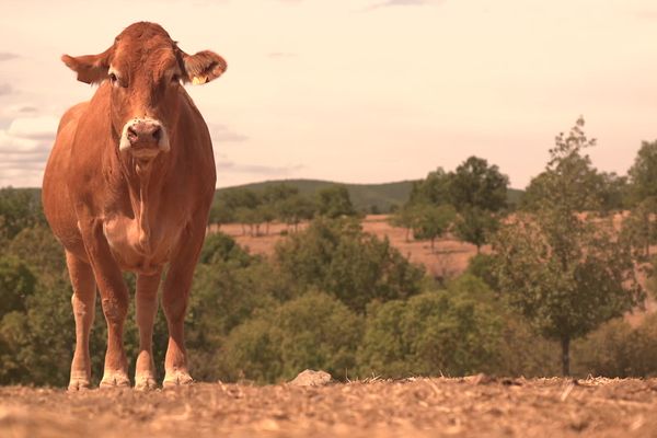 Les Limousines sont capables de s'adapter même en terrain hostile