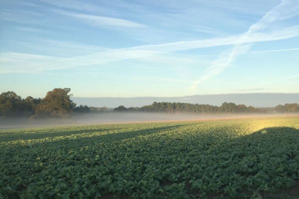 Matin sur les champs à Boisgervilly