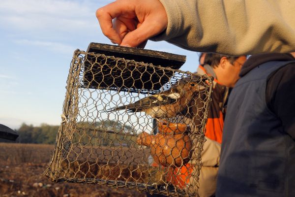 La chasse des alouettes à la matole, technique traditionnelle du Sud-Ouest, pourrait être de nouveau autorisée 
