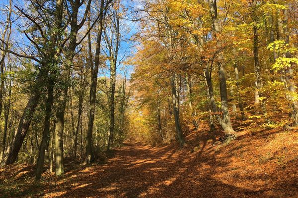 Forêt des Eparges. Meuse