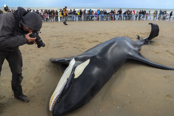 Une autopsie a lieu ce lundi 30 octobre 2023 pour comprendre les raisons de la mort de l'orque mâle.