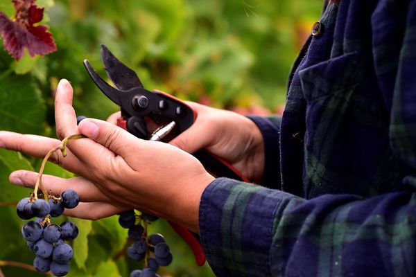 Selon une étude Vinexpo/IWSR de mai 2019, la consommation à l'échelle mondiale de vin bio pourrait doubler d'ici 2020.