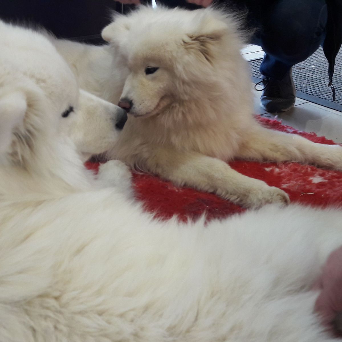 À plumes, à poil ou à écailles, quel animal de compagnie est fait