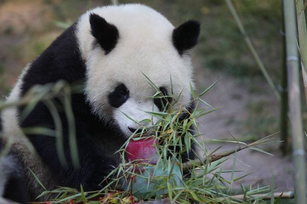 Anniversaire du panda Yuan Meng,  2 ans