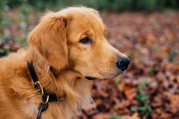 Les propriétaires d'animaux domestiques sont appelés à la vigilance après plusieurs empoisonnements signalés autour du Jardin Botanique de Bordeaux. Photo d'illustration. 