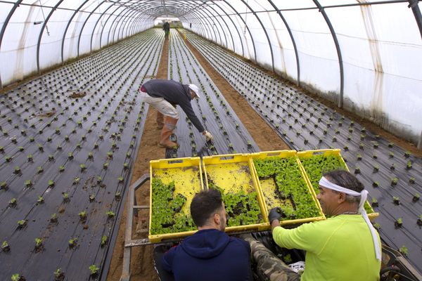 Des agriculteurs Plantent des salades bio sous serre à Mauguio (Hérault)