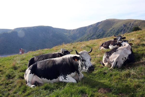 L'élevage de montage peine à assurer des revenus décents aux ménages agricoles des Vosges : cette information de l'INSEE est confirmée par le plus fort taux de pauvreté de ceux-ci dans tout le Grand Est.