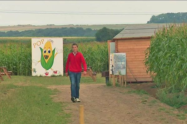 Le labyrinthe des falaises a été dessiné dans 4 hectares de champs de maïs