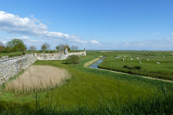 Le marais du Brouage, en Charente-Maritime, est composé de 11.000 hectares de zones humides. Les communautés de Rochefort-Océan et Bassin de Marennes s'associent pour le faire labelliser "Grand site de France". 